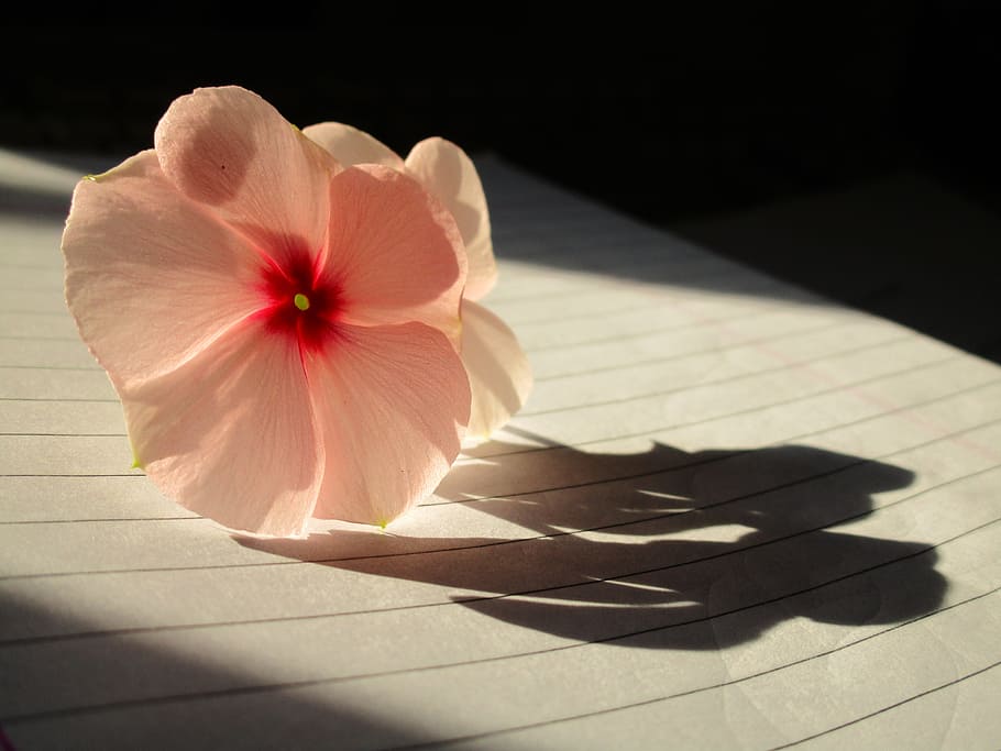 rosy periwinkle, light, abstract, plant, shadow, freshness HD wallpaper