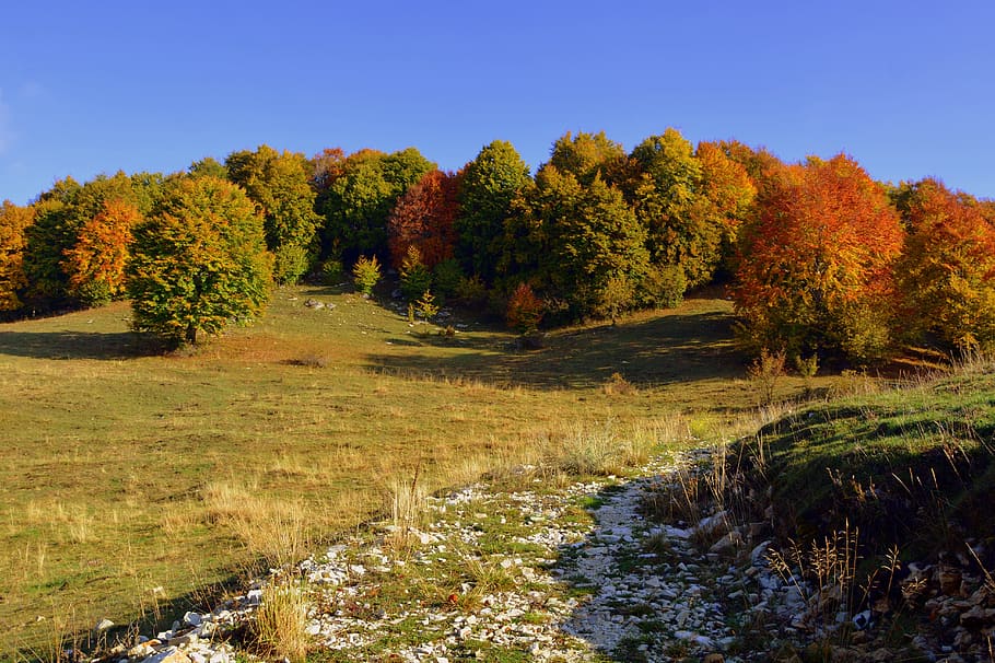 excursion, trees, autumn, trail, mountain, the european path HD wallpaper
