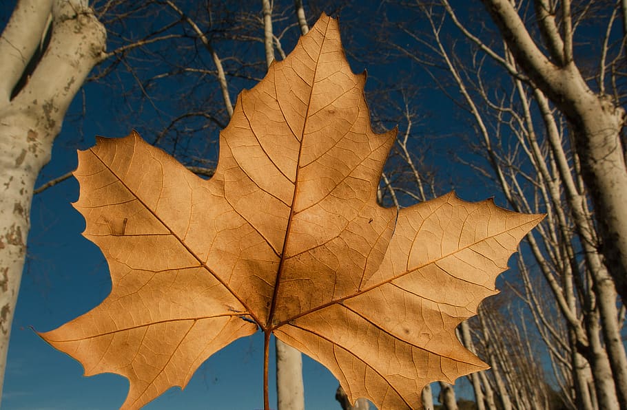 plane, leaf, fall, dead leaf, autumn, plant part, tree, nature HD wallpaper