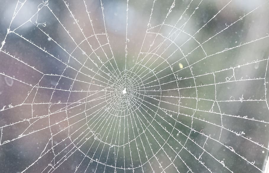 Web, Frost, Winter, Cold, Weather, symbol, coldness, backgrounds HD wallpaper