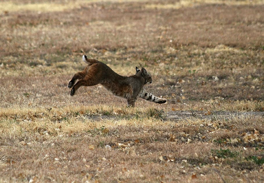 lynx, bobcat, wildlife, predator, nature, outdoors, portrait HD wallpaper