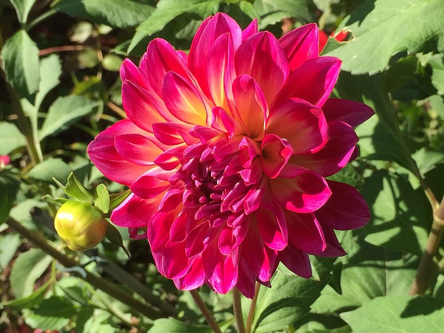 orange, flower, massachusetts, flowering plant, vulnerability HD wallpaper