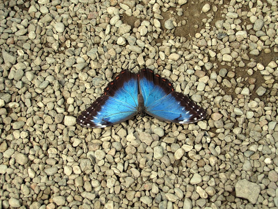 butterfly, blue, stone floor, rest, nature, one animal, animal wildlife HD wallpaper