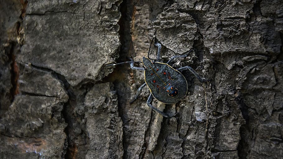 gray and brown bug on gray tree bark, insect pests, nausea HD wallpaper