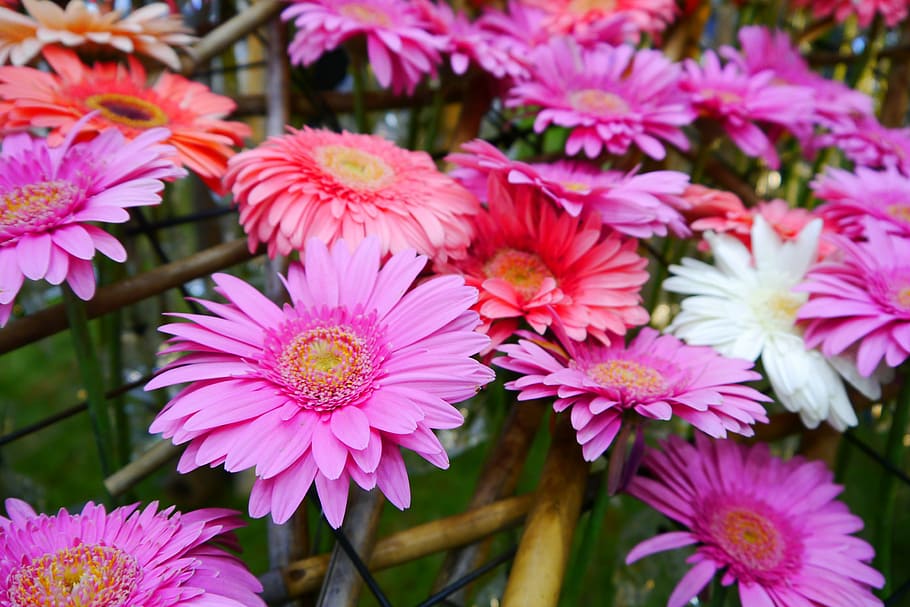 daegu, wildflower, pink, tabitha, flowering plant, freshness HD wallpaper