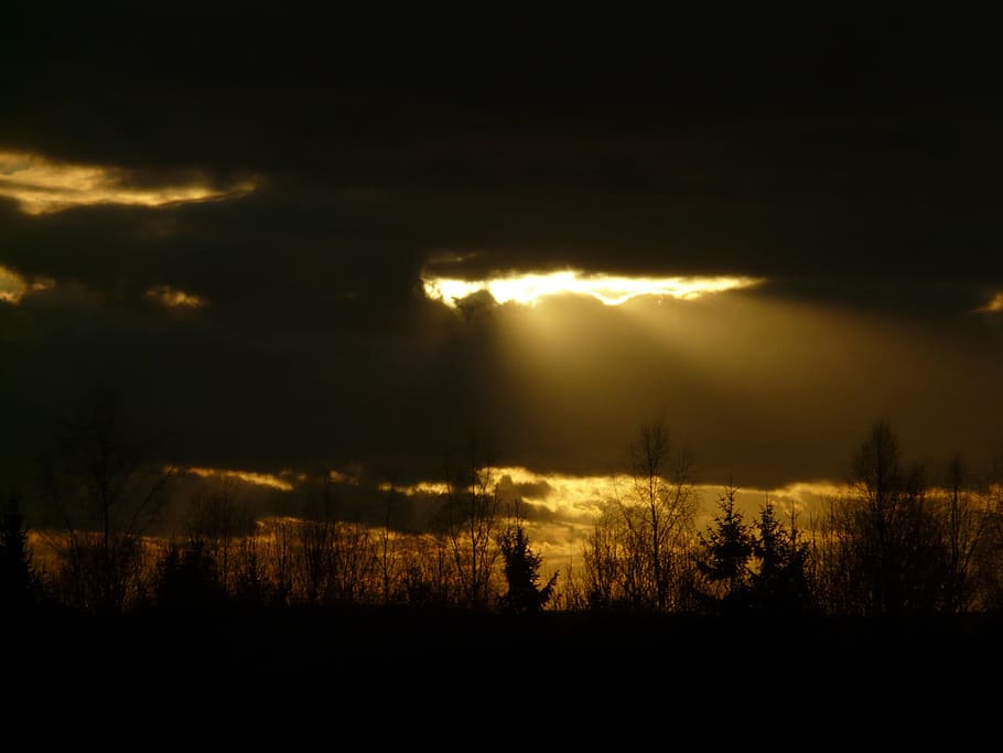 silhouette photo of trees and black clouds, Sun, Sunbeam, Opening HD wallpaper
