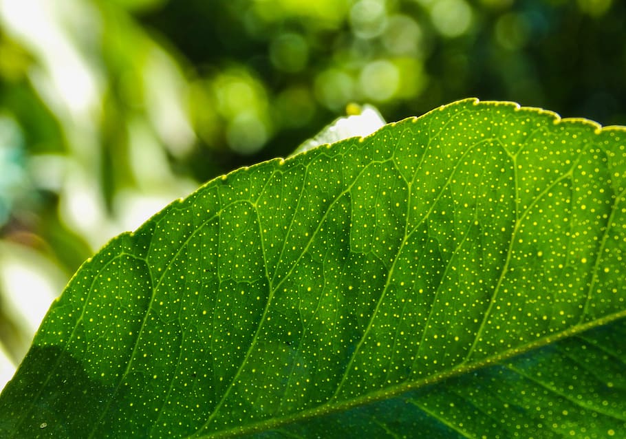 leaves, tree, leaf, plant, nature, branch, season, green, plant part HD wallpaper
