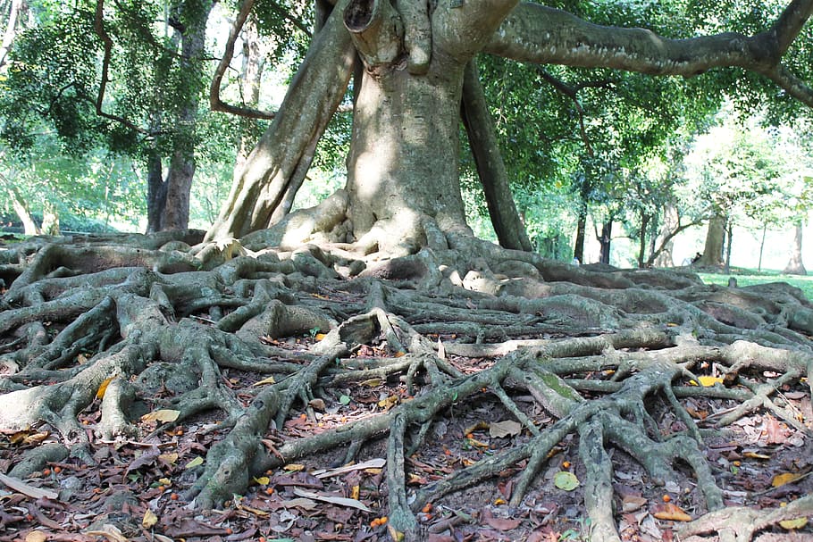 roots, park, tree, organic, agriculture, outdoors, environment HD wallpaper