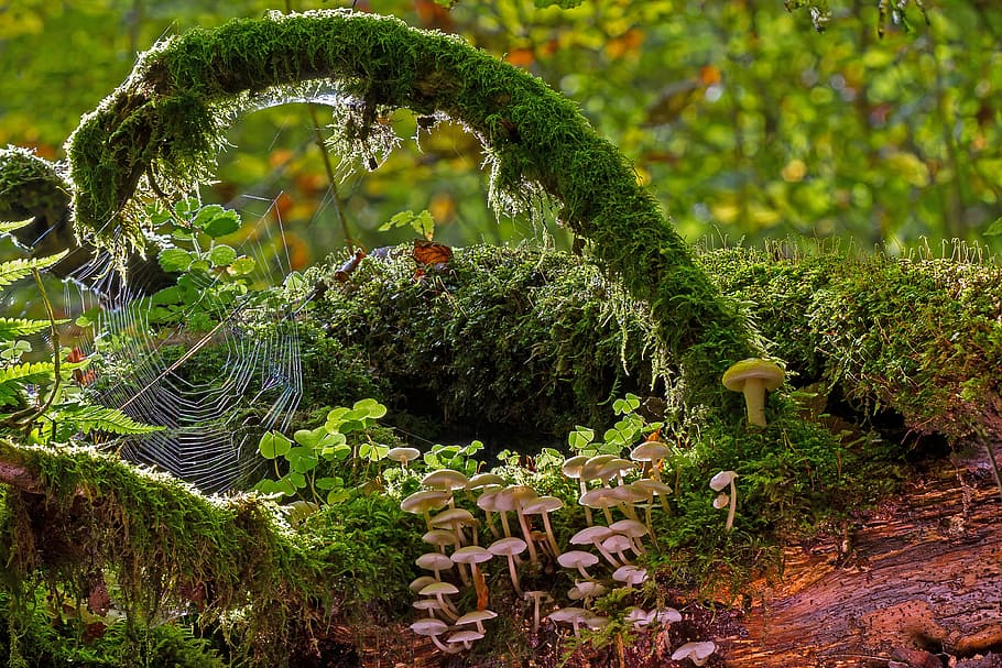 spiderweb under green grass, mushrooms, moss, strunk, cobweb HD wallpaper