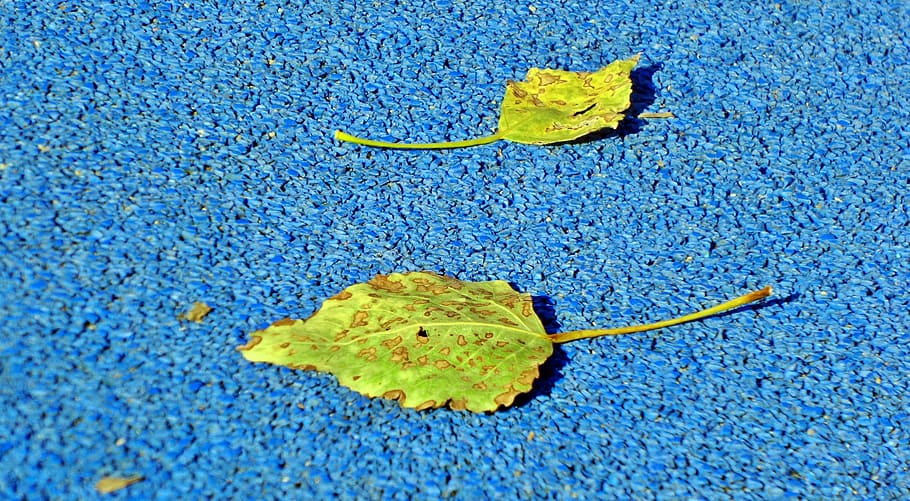 Leaves, autumn, blue, yellow, no people, close-up, day, multi colored HD wallpaper