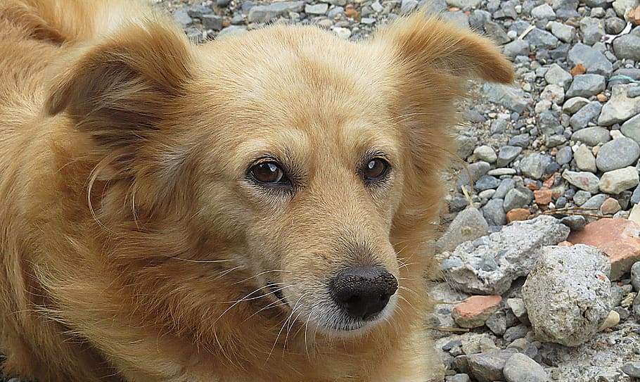dog, can, pet, domestic, armenia, one animal, animal themes HD wallpaper