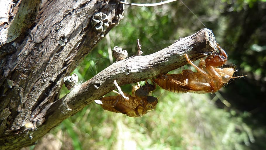 cicada, cicadoidea, insect, exoskeleton, molt, bugs, wildlife HD wallpaper