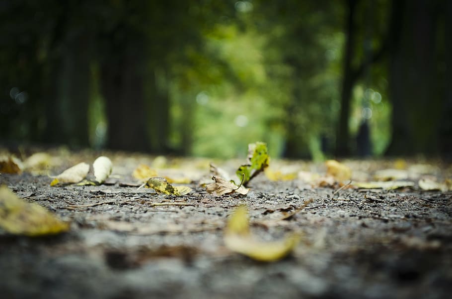 art, blur, cement, close-up, dried leaves, focus, forest, ground HD wallpaper