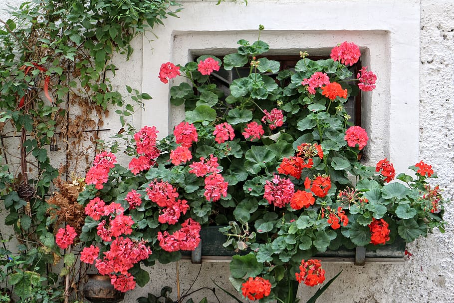 geranium, pelargoniums, window, old, old window, facade, flowers HD wallpaper