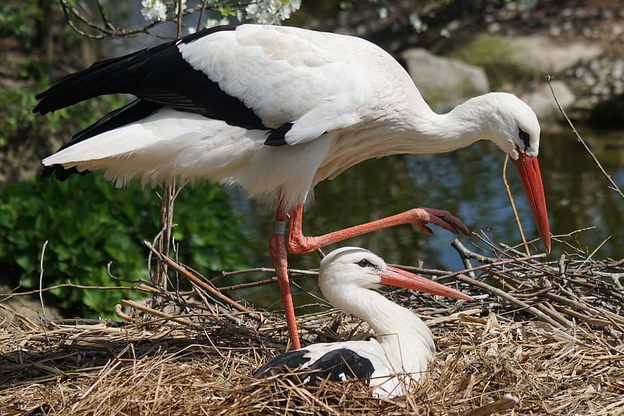two white storks, adebar, bill, storchennest, eastern, nest building HD wallpaper