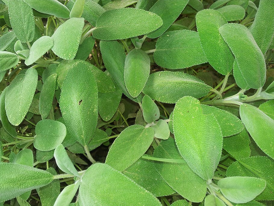 sage, garden, spices, kitchen, leaves, green, tastes, plant HD wallpaper