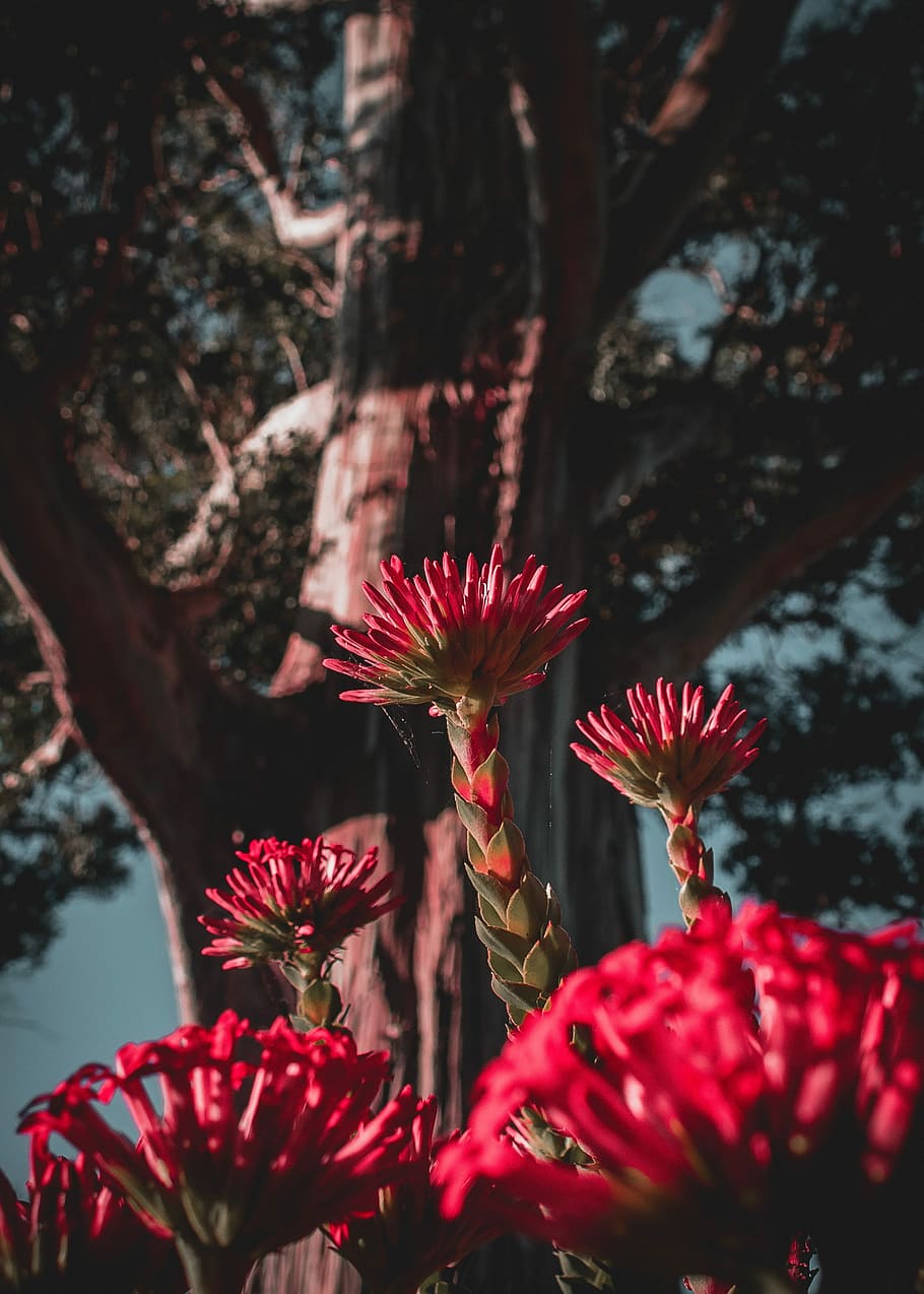 pink flowers, shallow focus photography of red flowers, floral HD wallpaper