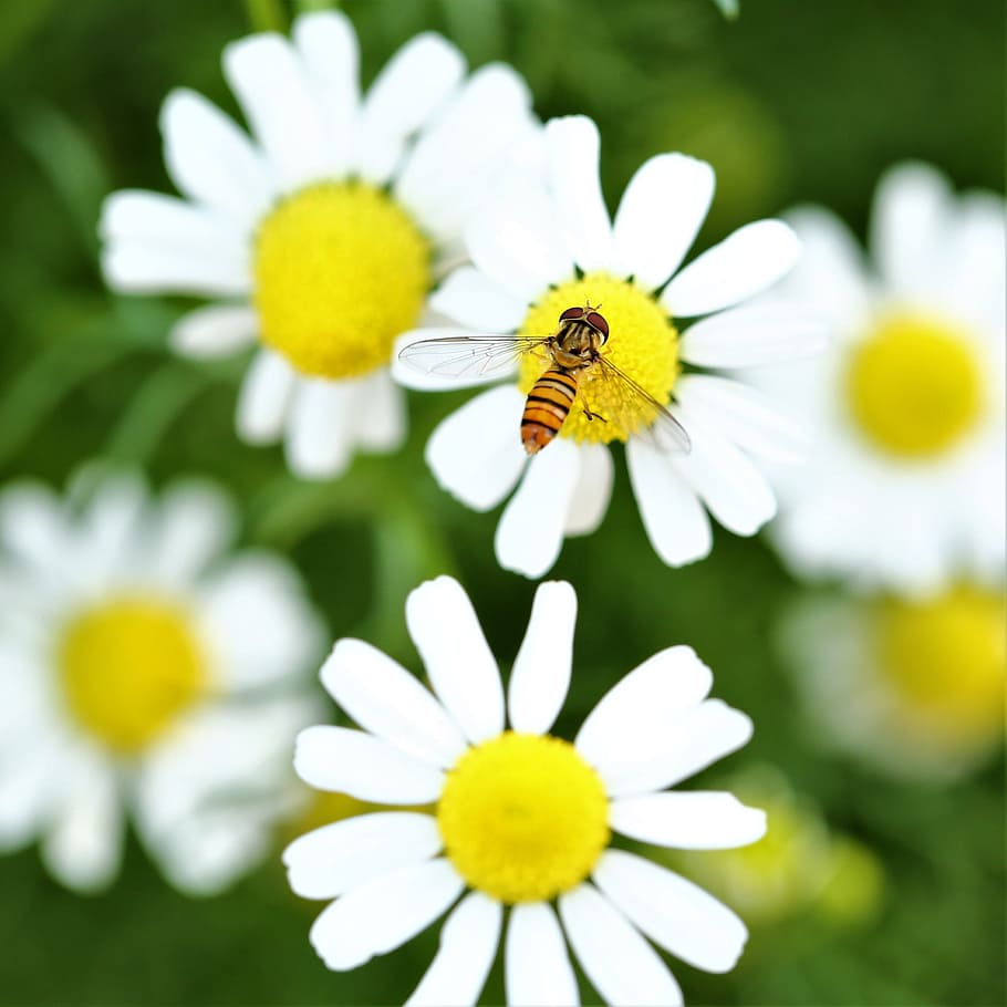 daisy, flower, summer, nature, flora, garden, chamomile, bee HD wallpaper