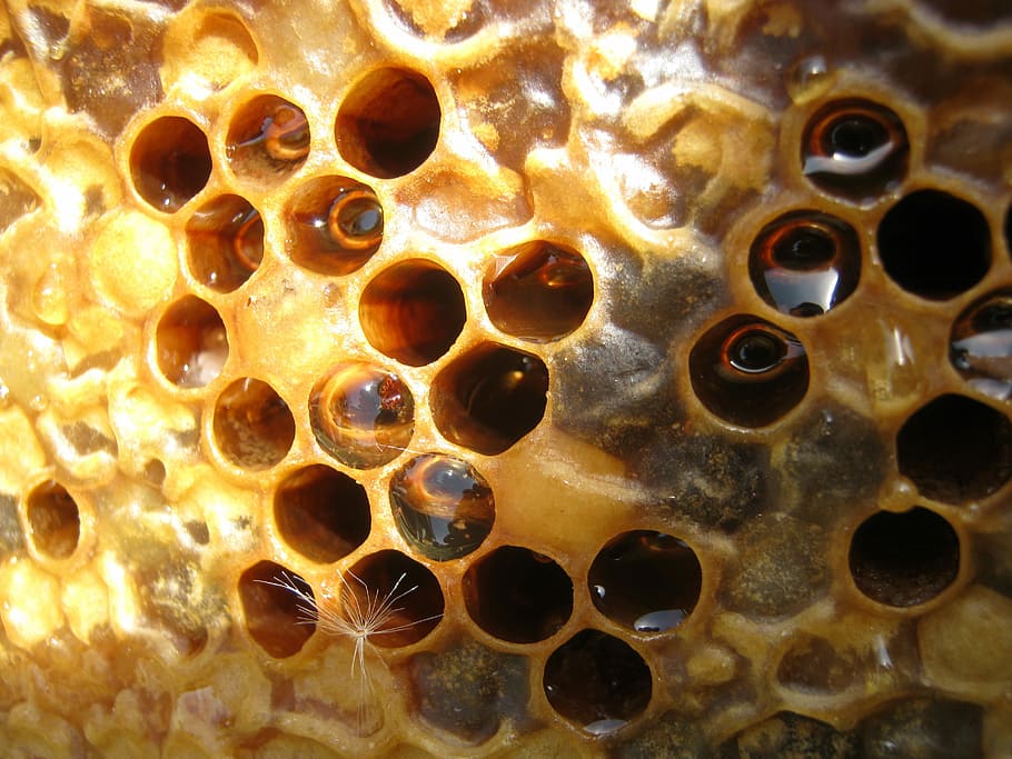 Honey, Hive, Framework, Bee, Wax, Cell, reserves, radius, beehive, HD wallpaper