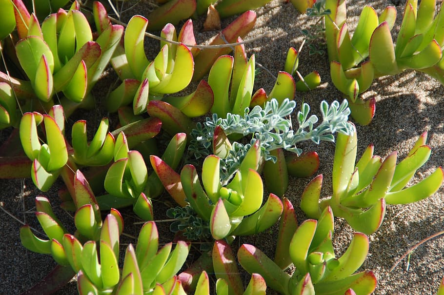 plants, beach, green, succulent plant, growth, green color HD wallpaper