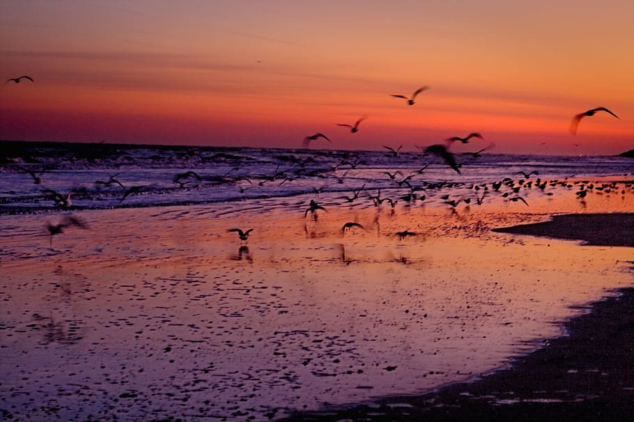 flock of birds flying on shore, silhouette, nature, landscape, HD wallpaper