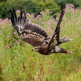 photography of falcon, steppe eagle, nature, bird, prey, wildlife HD wallpaper