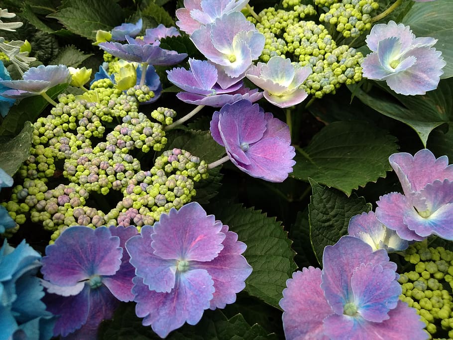 flowers, tree, purple, green, yellow, wood decor, beautiful HD wallpaper
