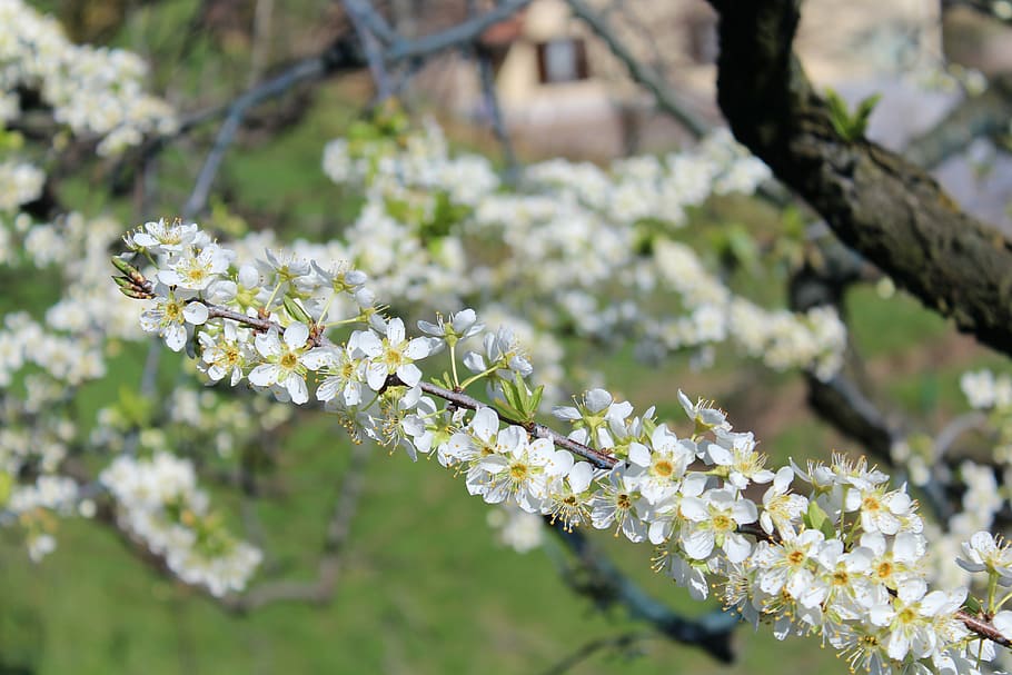 cherry blossom, flower, green, spring, plants, spring flowers HD wallpaper