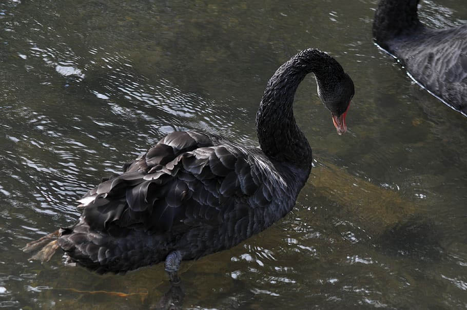 Swan, Black, Water, one animal, animal themes, animals in the wild HD wallpaper
