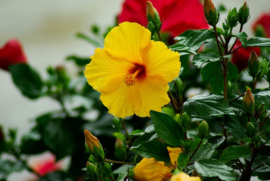 1920x1080px | free download | HD wallpaper: flowers, hibiscus, pistil ...