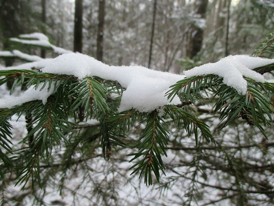 forest, the first snow, winter, nature, trees, cold, spruce HD wallpaper