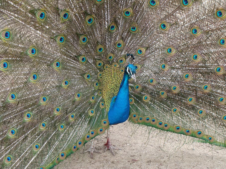 peacock, plumage, bird, peafowl, fantail, vibrant, exotic, tropical, HD wallpaper