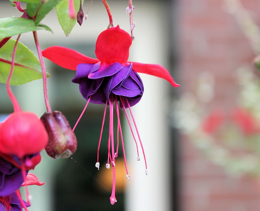 macro photography of purple and red fuchsia flower, rose, nature HD wallpaper