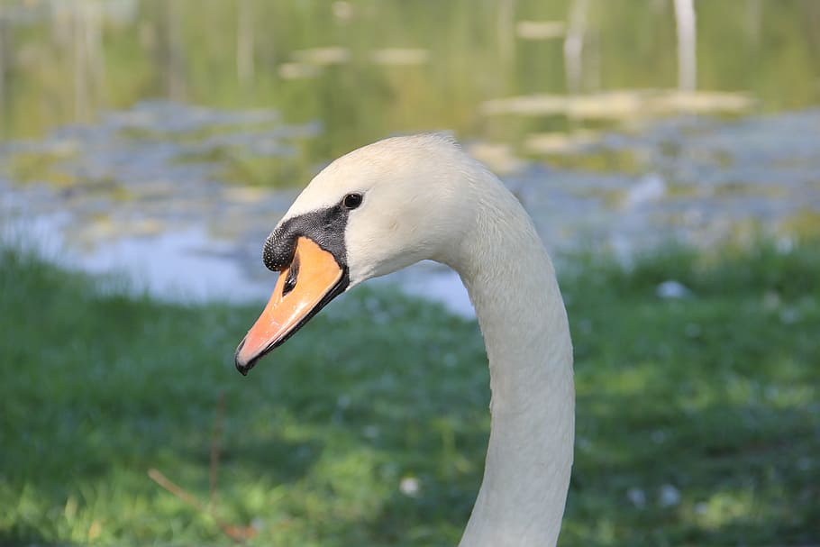 swan, head, white, summer, close up, neck, elegance, portrait HD wallpaper