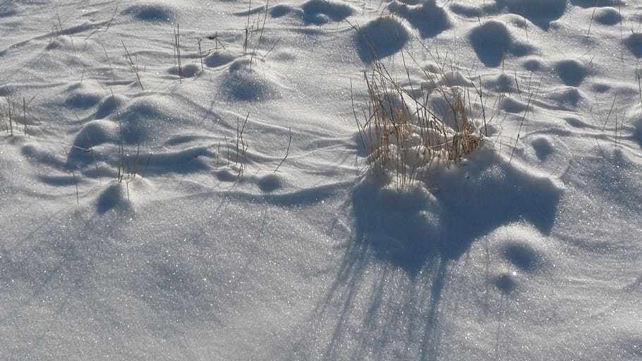 snow, grass, winter, ice, wild plant, land, cold temperature HD wallpaper