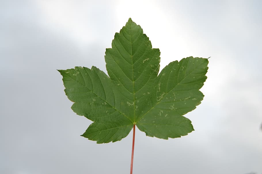 leaf, sky, green, blue, plant part, green color, nature, studio shot, HD wallpaper