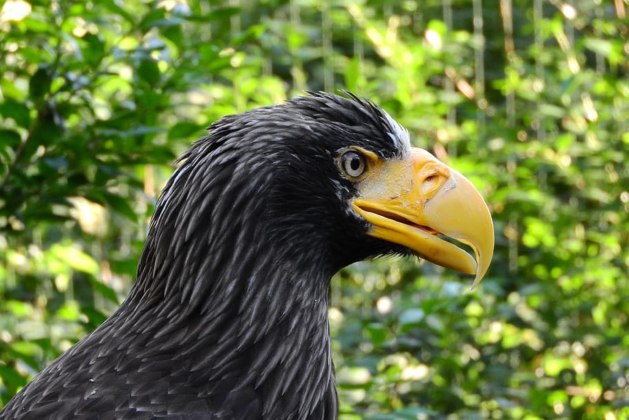 eagle eastern, haliaeetus pelagicus, head, zobík, bird of prey HD wallpaper