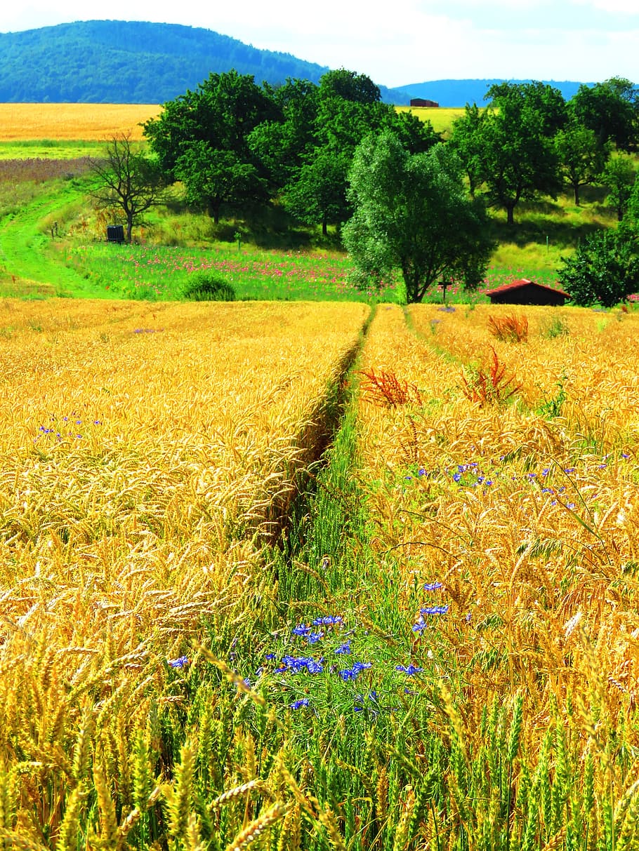 field, cereals, cornflowers, summer, landscape, agriculture, HD wallpaper