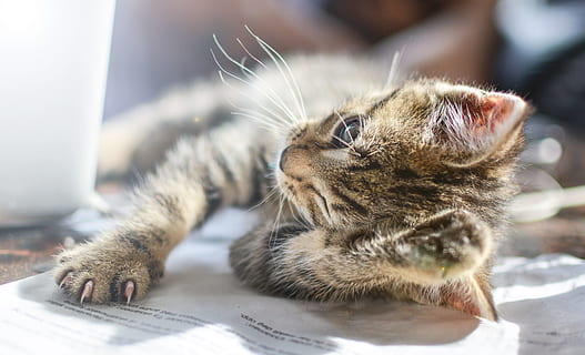 gray Tabby kitten, Cat, Cute, Pet, Animal, Kitty, domestic HD wallpaper