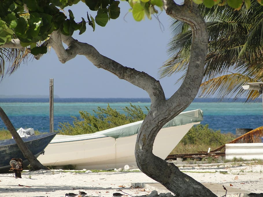 tree, beach, boat, sea, horizon, water, tree trunk, day, scenics HD wallpaper