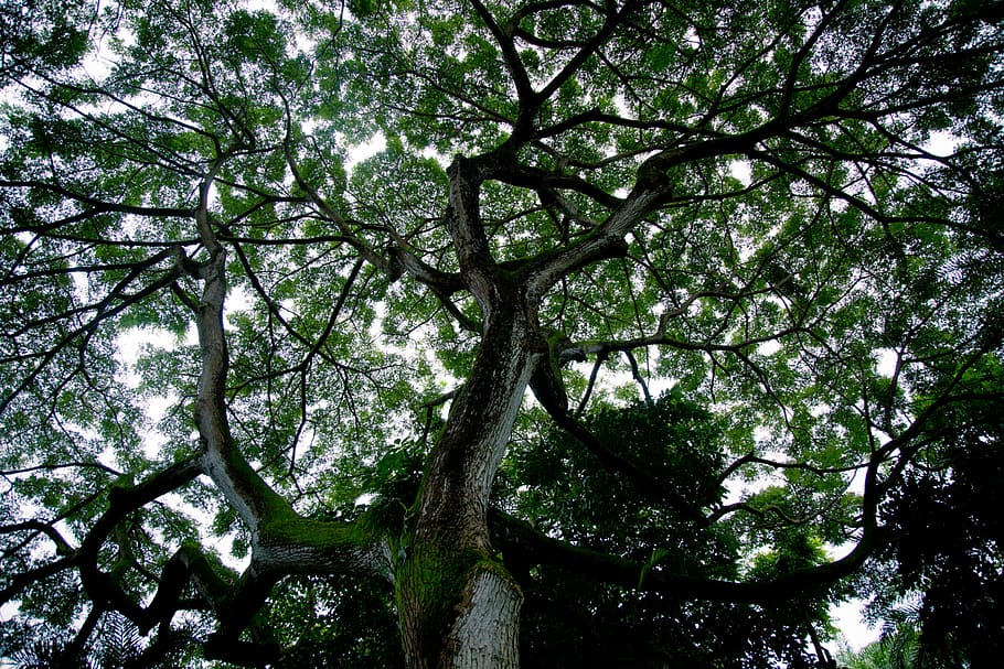 tree silhouette, sky, canopy, natural, plant, branches, leaf HD wallpaper