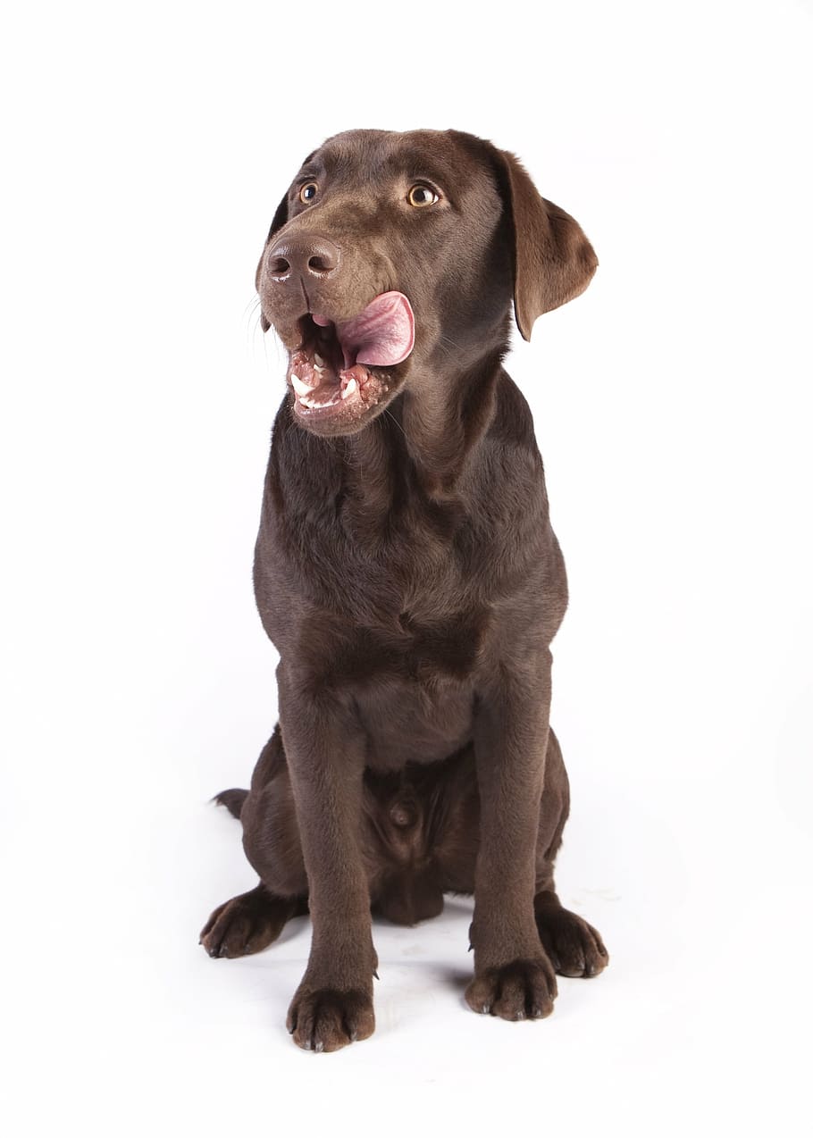 adult chocolate Labrador retriever on white background, dog, reward