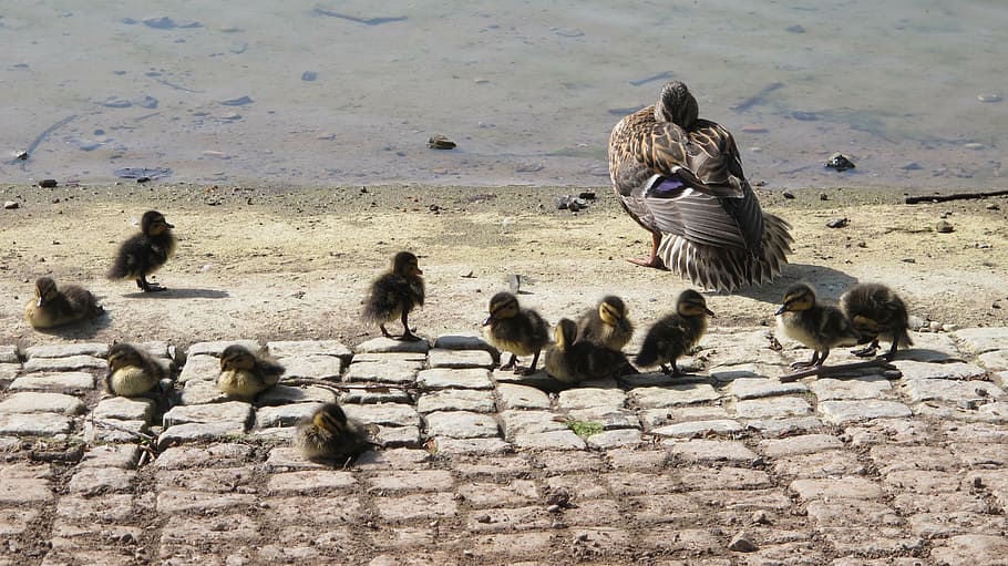 duck, chicks, water, bird, animal family, mallard, nature, group of animals HD wallpaper