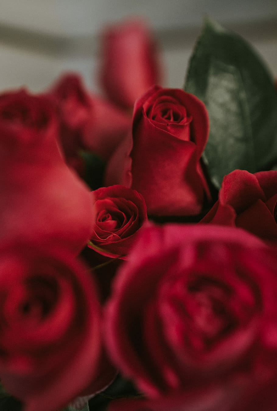 closeup photography of red roses, red rose in shallow focus shot HD wallpaper
