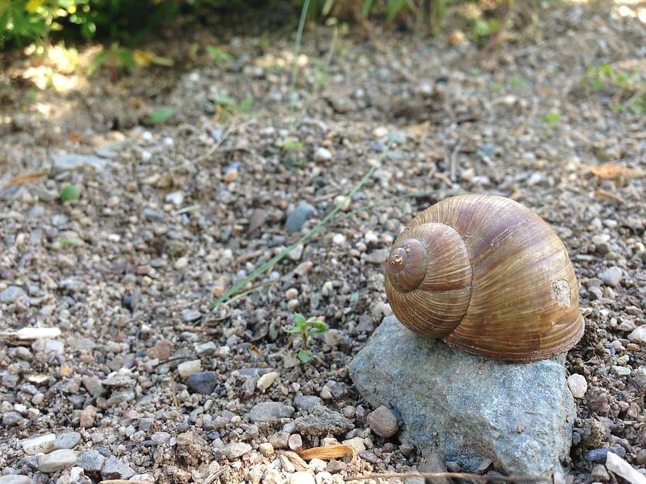 snail, pebble, stone, shell, animals, garden, animal wildlife HD wallpaper