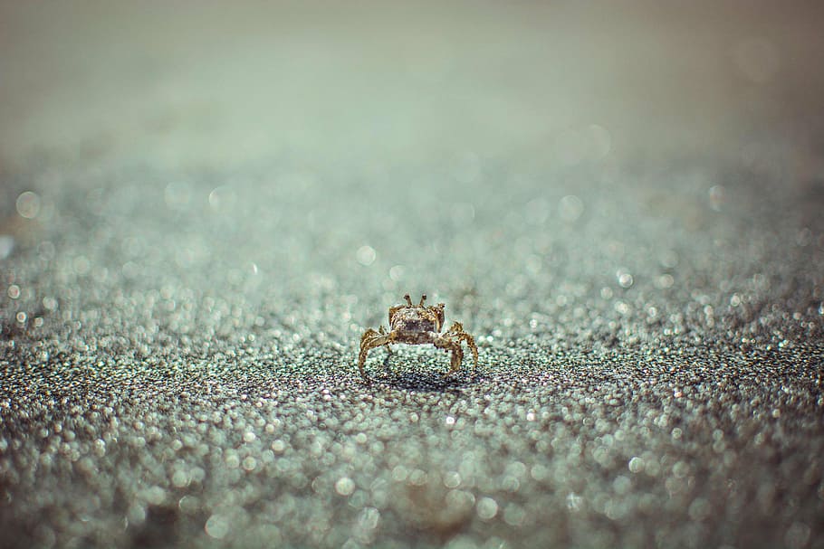 beach, crab, sand, small, macro, animal wildlife, animals in the wild HD wallpaper