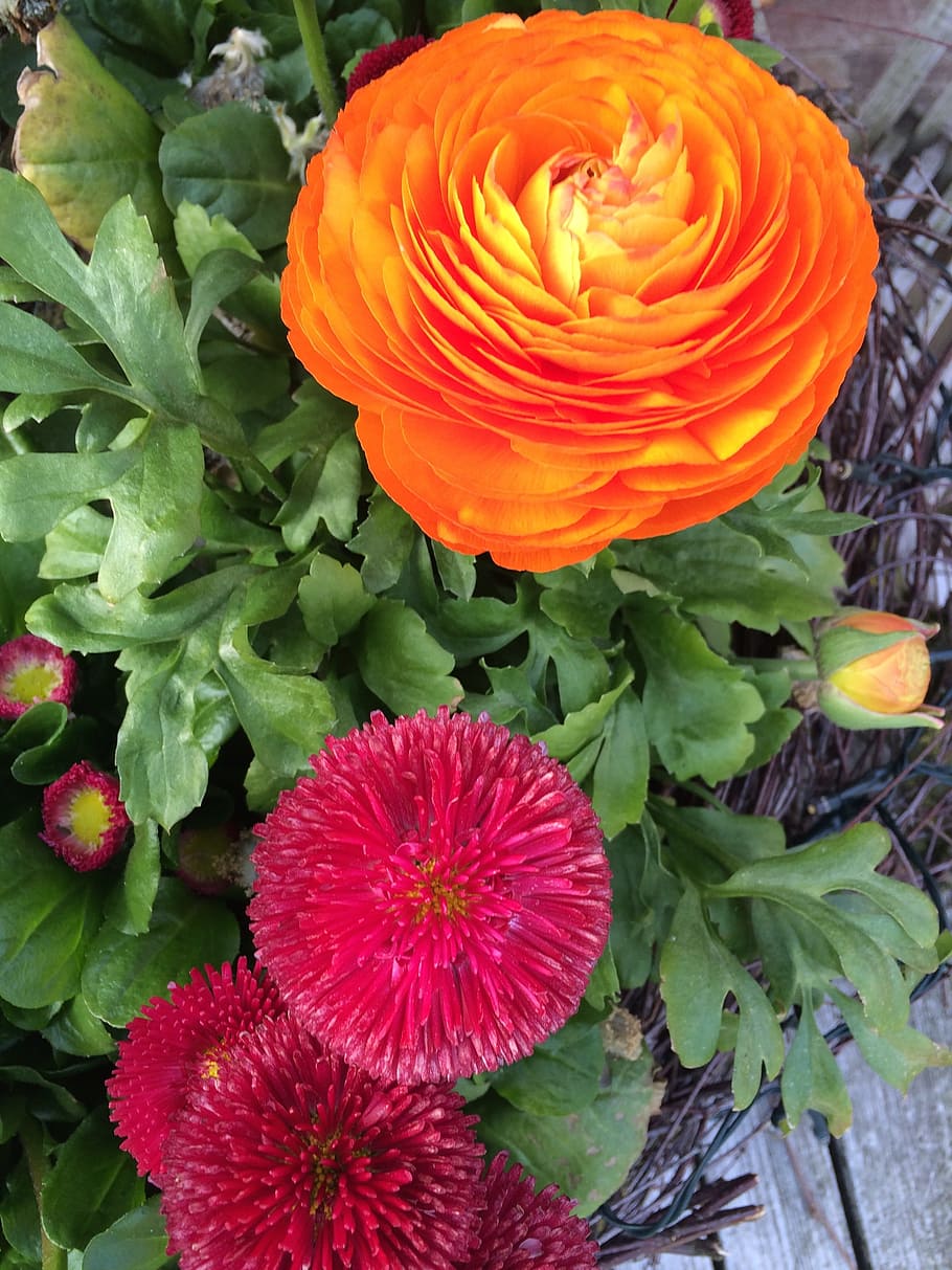 flower, ranunculus, blossom, bloom, close, petals, spring flower HD wallpaper