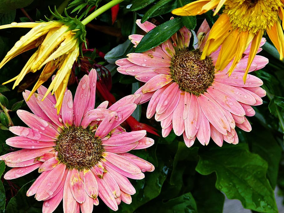 flower, gerbera, pink, raindrops, nature, plant, floral, blossom HD wallpaper