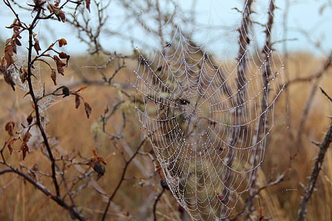 cobweb, autumn, dew, cobwebs, network, moist, dewdrop, beaded HD wallpaper