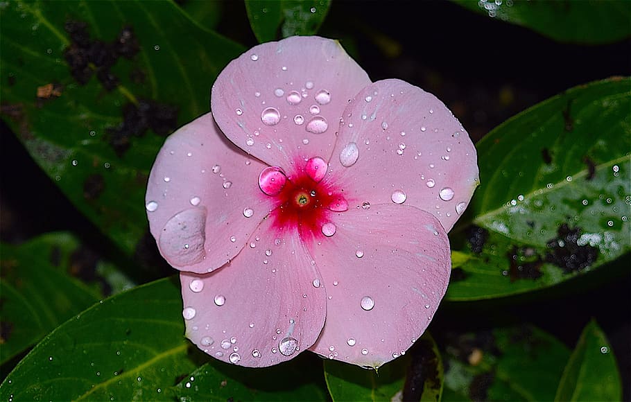 flower, rain, dew, pink, vibrant, garden, macro, plant, nature HD wallpaper